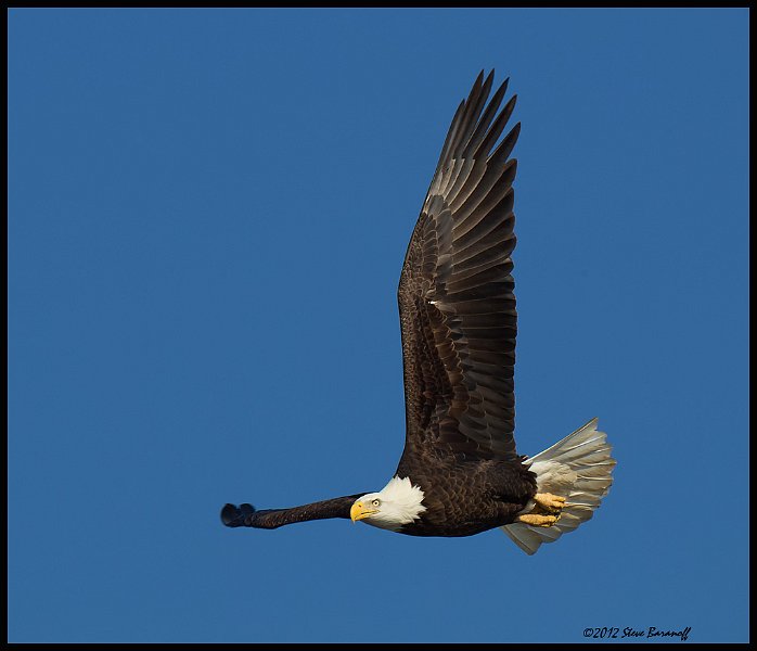 _2SB7131 bald eagle.jpg